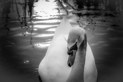 Close-up of swan swimming in lake