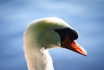 Close-up of white swan