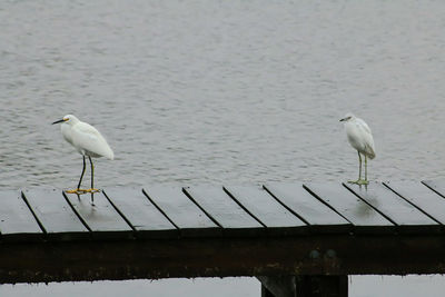 Seagull perching on lake