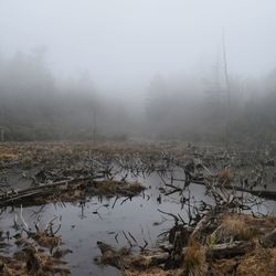 Scenic view of lake in foggy weather