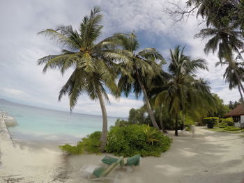 Palm trees on beach against sky