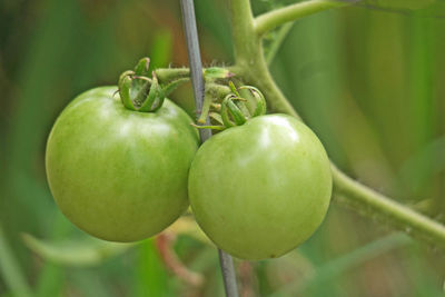 Close-up of fruit