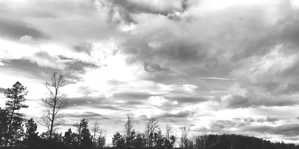 Low angle view of trees against sky