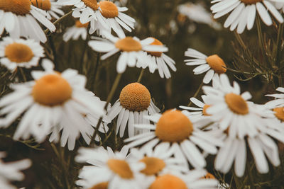 Close-up of white flowering plants