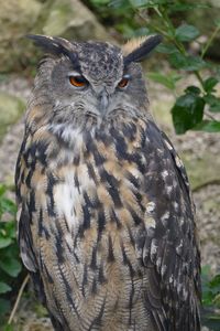 Close-up portrait of owl