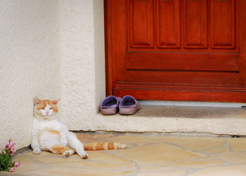 Cat peeking through door