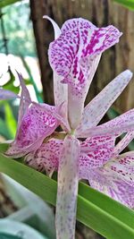 Close-up of purple flower