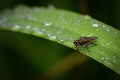 Close-up of insect on wet leaf