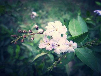 Close-up of white flowers