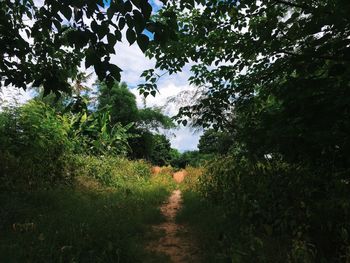 Trees growing in forest against sky