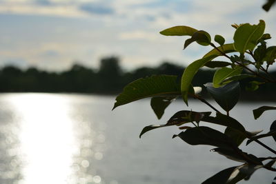 Close-up of plant against sky