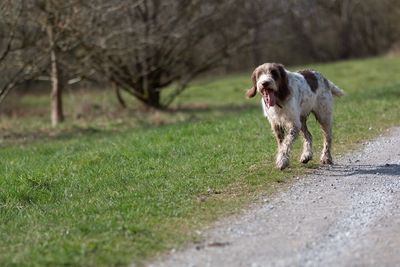 Dog running in field