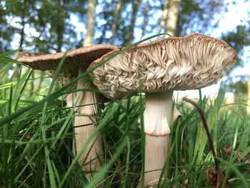 Close-up of mushroom growing on tree