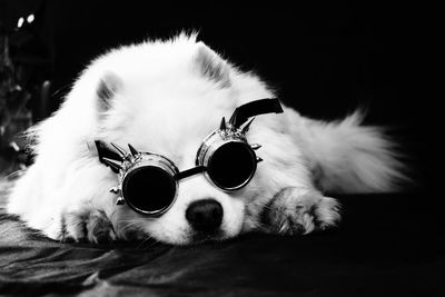 Portrait of dog wearing sunglasses