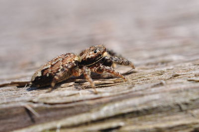 Close-up of spider on wood