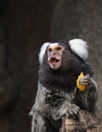 Portrait of marmoset 