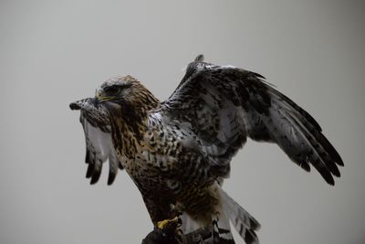 Close-up of a bird flying against the sky