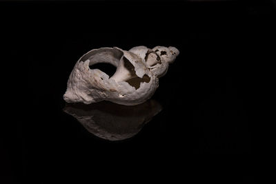 Close-up of human hand against black background