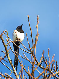 Low angle view of bird perching on tree against sky