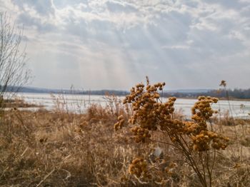 Plants growing by lake against sky