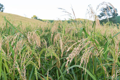 Close-up of crops growing on field against sky