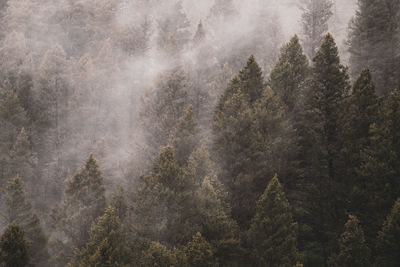 Pine trees in forest