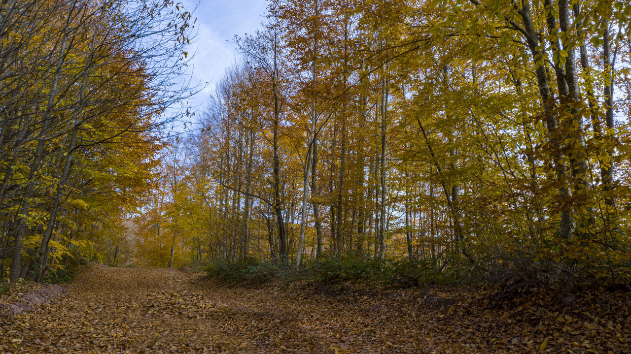 TREES GROWING IN FOREST