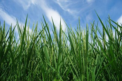 Close-up of wheat growing on field against sky