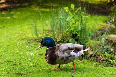 Close-up of duck on field by lake