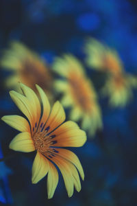 Close-up of orange flower