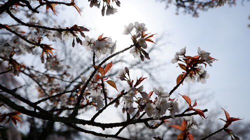 Low angle view of cherry tree during winter