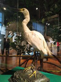 View of bird perching in zoo