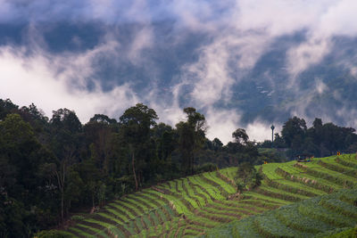 Scenic view of agricultural field against sky