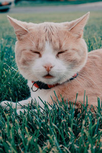 Close-up of the cat in the grass looking at the camera.