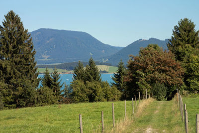 Scenic view of field against clear sky