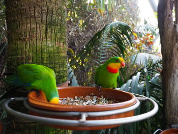 Close-up of parrot perching on tree