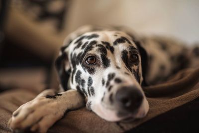 Close-up of dog