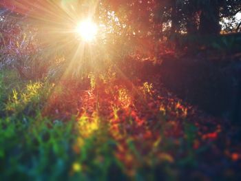 Sunlight streaming through trees during sunset