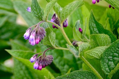 Close-up of purple flower