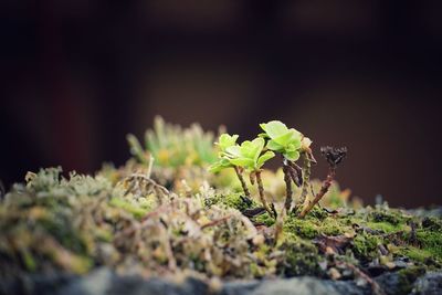 Close-up of lizard on plant