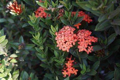 Close-up of red flowering plants