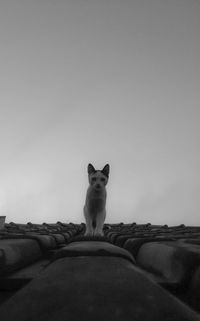 Cat against clear sky