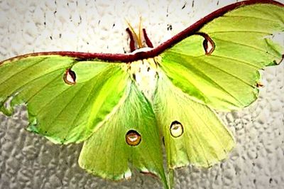 Close-up of green leaves