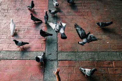 Pigeons on wall