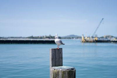 Seagull perching on wooden post