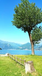 Tree growing on grassy field against lake