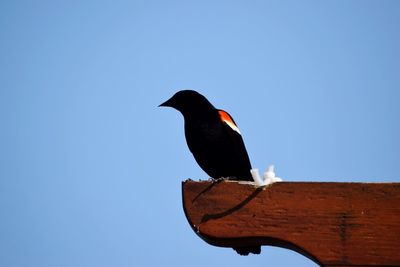 Low angle view of bird perching against clear blue sky