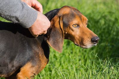 Close-up of hand holding dog