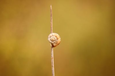 Snail on a leave of grass