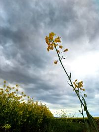 Low angle view of flowering plants on field against sky
